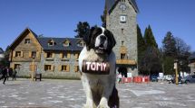 Imagen de Un video viral reaviva la polémica por las fotos con perros San Bernardo en Bariloche