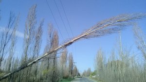 Un árbol generó un corte eléctrico en la zona sur de Roca