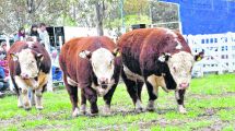 Imagen de Se llenan los corrales de Conesa por la Expo ganadera de primavera