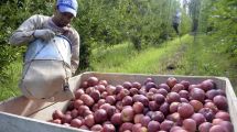 Imagen de Productores y exportadores solicitan $1.100 millones a Nación para sostener el plan sanitario frutícola