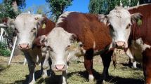 Imagen de «De cada tres vacas que se venden, el Estado se queda con el equivalente a dos»