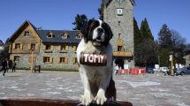 Imagen de ¿Adiós a un ícono de Bariloche? Quieren prohibir la foto con los San Bernardo