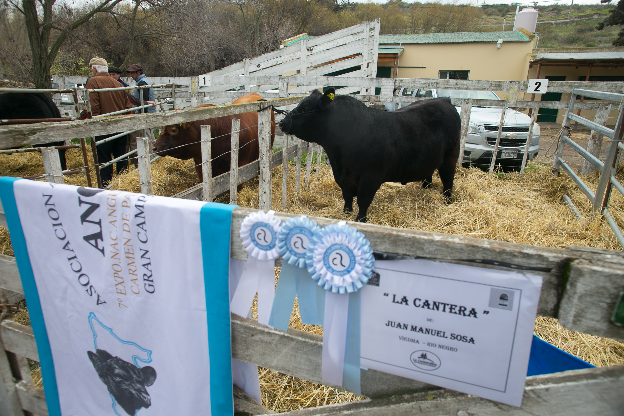 Los galardones se lo llevó la la cabaña viedmense“La Cantera” de los hermanos Sosa. Foto: Pablo Leguizamon