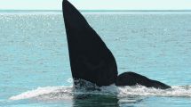 Imagen de Radiografía de las ballenas francas que visitan el Golfo