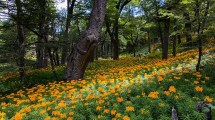 Imagen de Bariloche: paseos con el color y el aroma de la primavera