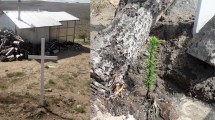 Imagen de Llevaron las cenizas del ermitaño de Collón Curá a su casa