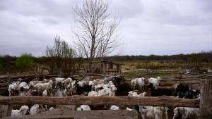 Una jauría mató más de diez chivos en Picún Leufú