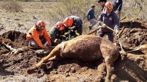 Rescataron a un caballo de un pozo en Huechulafquen