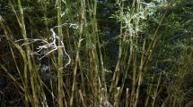 Imagen de La presencia de roedores flotando en el lago Villarino generó preocupación