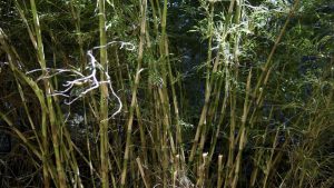 La presencia de roedores flotando en el lago Villarino generó preocupación