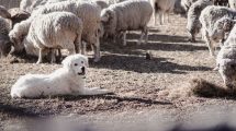 Imagen de El perro que protege a las ovejas de los pumas y zorros