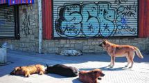 Imagen de Los ataques de perros crecen sin control en Bariloche