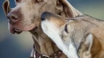 Imagen de En SAO también volvieron a funcionar las peluquerías caninas