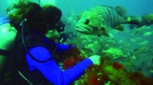 Imagen de Una experiencia única bajo el mar en Las Grutas