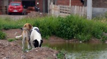 Imagen de Neuquén redujo la cantidad de perros callejeros