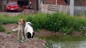 Neuquén redujo la cantidad de perros callejeros