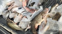 Imagen de Pescador furtivo quiso vender 60 kilos de percas y lo terminaron pescando