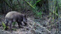 Imagen de Jabalíes: las estrategias para controlar la población en Nahuel Huapi