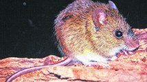 Imagen de Confirmaron un caso de hantavirus en San Martín de los Andes