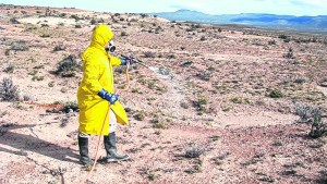 Las tucuras vuelven a poner en riesgo los campos de la línea sur