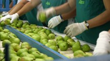 Imagen de Coronavirus: CAFI solicita garantías para el funcionamiento de la cadena frutícola