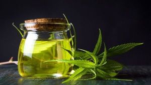 Legislatura: esperan menos trabas para el tratamiento de la ley de cannabis medicinal