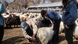 Generan plan de incentivo para los productores de cashmere de Neuquén