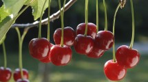 Imagen de Comenzó la cosecha de cerezas en Río Negro y Neuquén