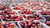 Imagen de Las cerezas y una enorme oportunidad para el Alto Valle