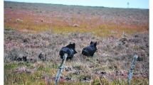 Imagen de Habilitaron la caza de jabalíes con perros en Río Negro