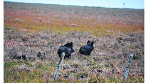 Habilitaron la caza de jabalíes con perros en Río Negro