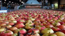 Imagen de El valle comercializará este año unas 150.000 toneladas menos de fruta