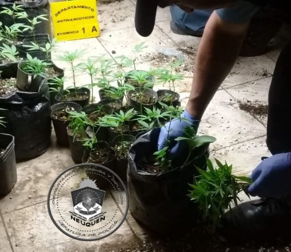 Ocultan semillas de marihuana en envases plásticos de cosméticos en Chubut