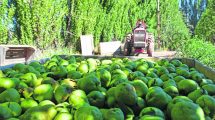 Imagen de Gobierno de Río Negro propone la exención total de Ingresos Brutos para la fruticultura