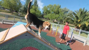 Abrió el registro de “comercios amigos de los animales no humanos” en Neuquén