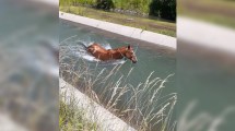 Imagen de Rescataron a un caballo que cayó a un canal en Vista Alegre Norte