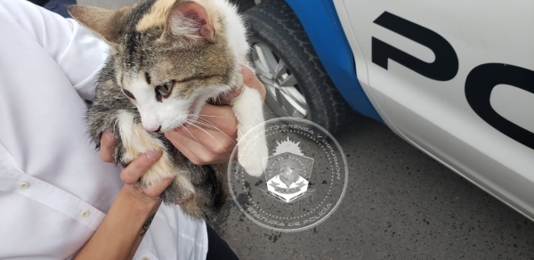 Un vecino advirtió que el gato agonizaba. Foto. Gentileza. 