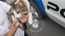 Imagen de La policía rescató en Neuquén un gato que estaba encerrado en un auto