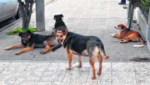 Proponen crear un hospital público para animales en Neuquén