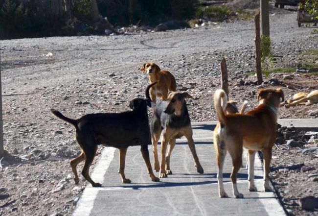 La enfermedad que produce las garrapatas afecta a todo tipo de perros