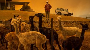 Neuquén se suma a una marcha mundial por los incendios en Australia