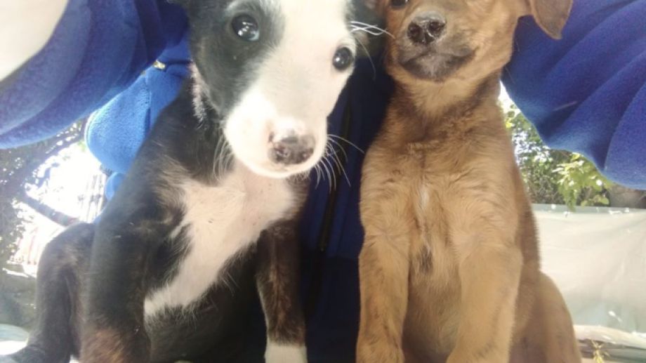 Piedra Del Aguila Dueno Fue Multado Por Abandonar A Sus Perros