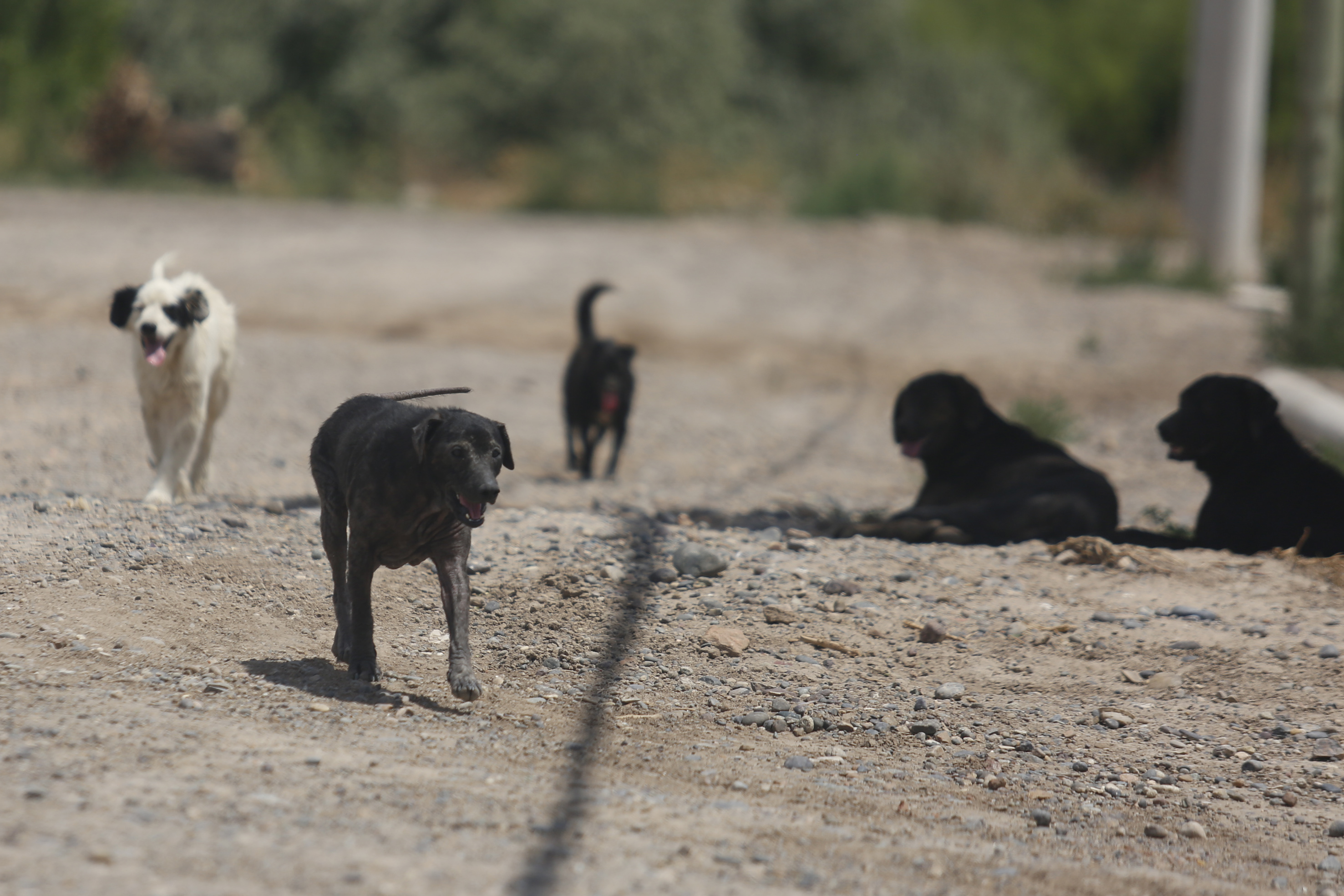 Cipolletti En Alerta Por La Superpoblacion De Perros