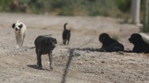 Imagen de «Seguimos votando»: la campaña para ayudar a una fundación de animales de Cipolletti