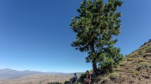 Imagen de Huinganco: se viene la caminata al solitario Pino Guacho en la Cordillera del Viento