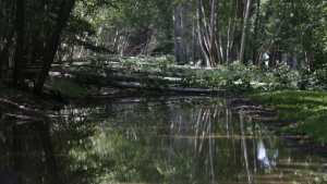 La tormenta tiró árboles e inundó calles en San Patricio del Chañar