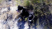 Imagen de Imputan a una mujer por maltrato animal en Roca