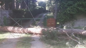 El intenso viento tiró árboles y provocó cortes de luz en Bariloche