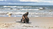 Imagen de El lobo posa para el concurso de fotos del Voy: mirá las cinco elegidas de la semana V