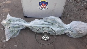 Secuestraron una planta de marihuana de 2 metros en Neuquén